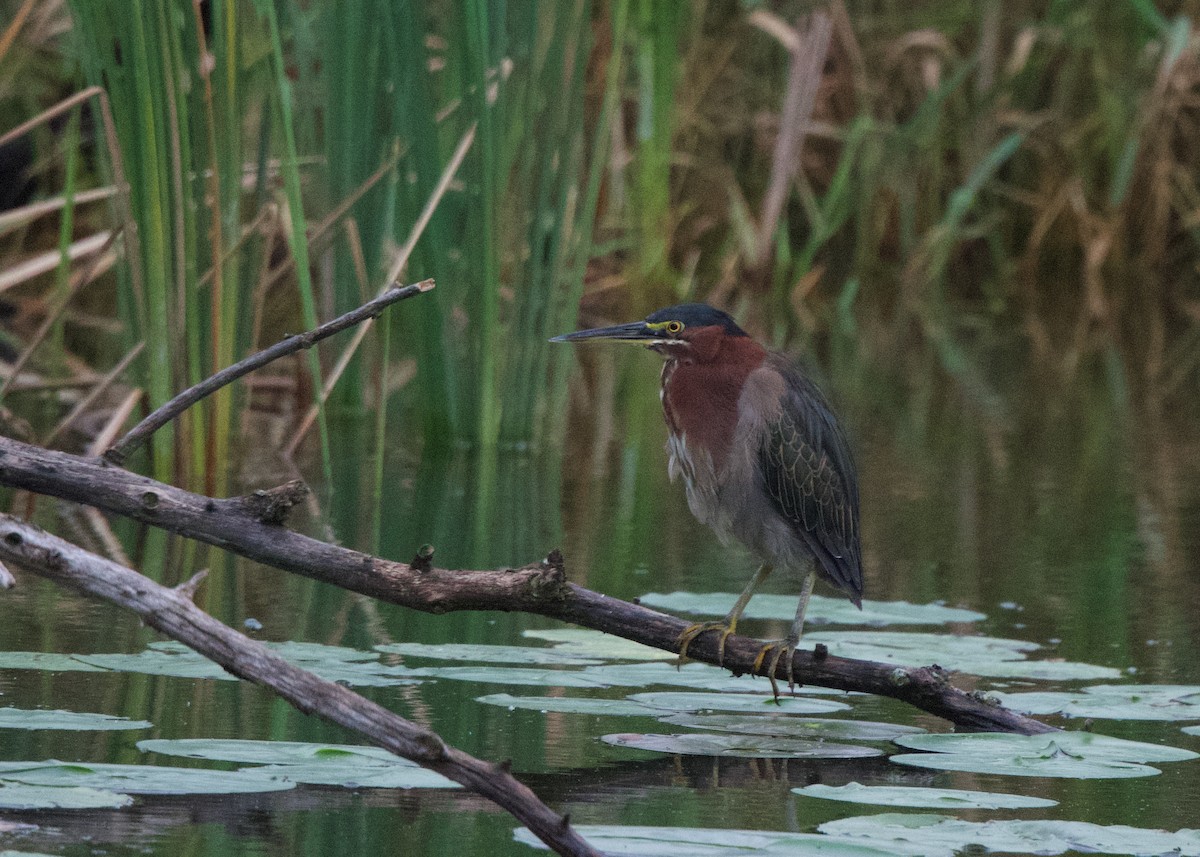 Grünreiher - ML640660273