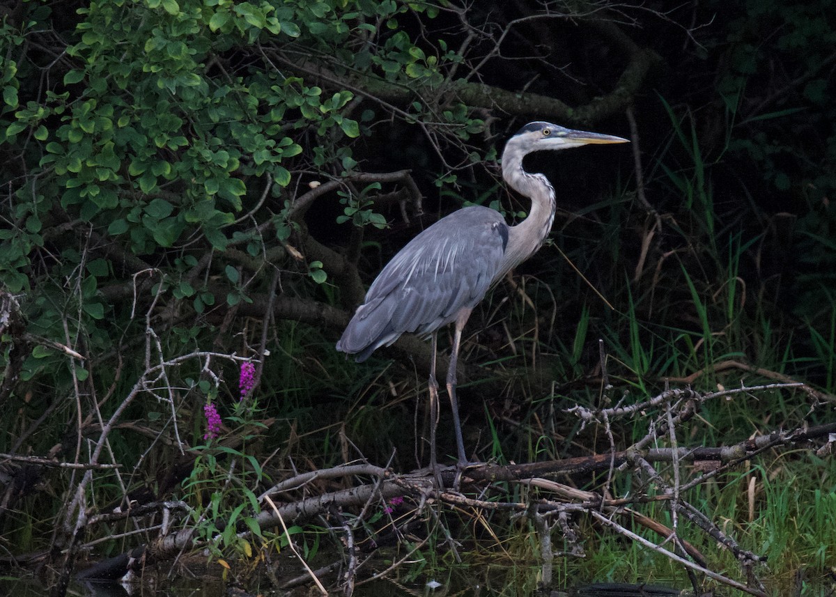 Kanadareiher - ML640660275