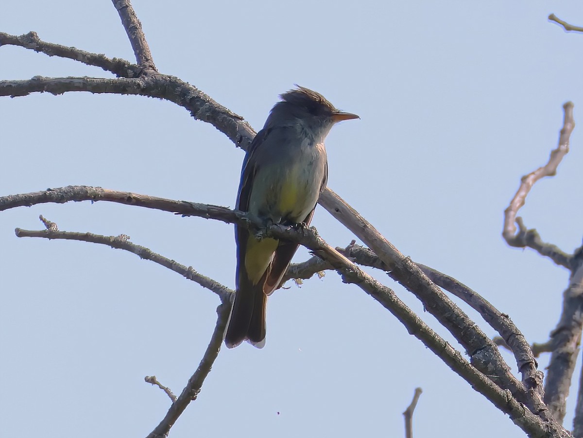 Eastern Wood-Pewee - ML640660279