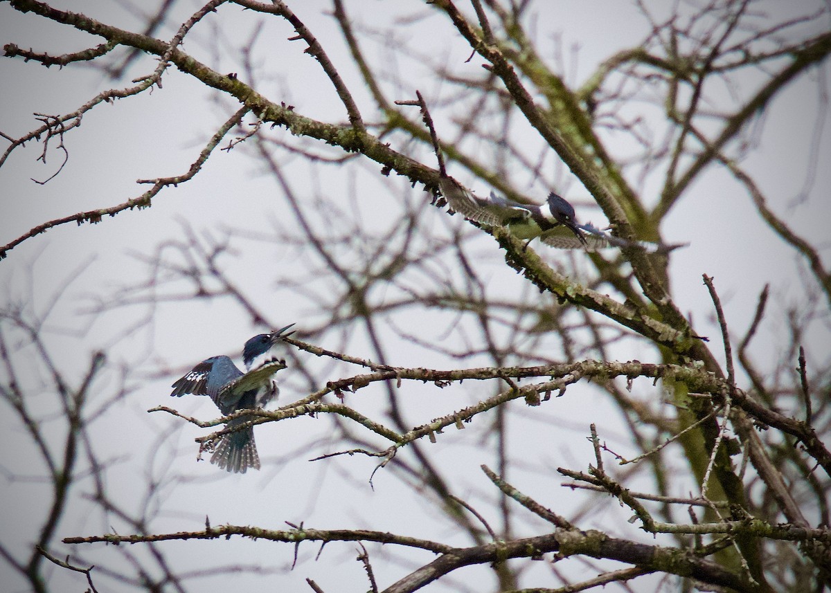 Gürtelfischer - ML640660280