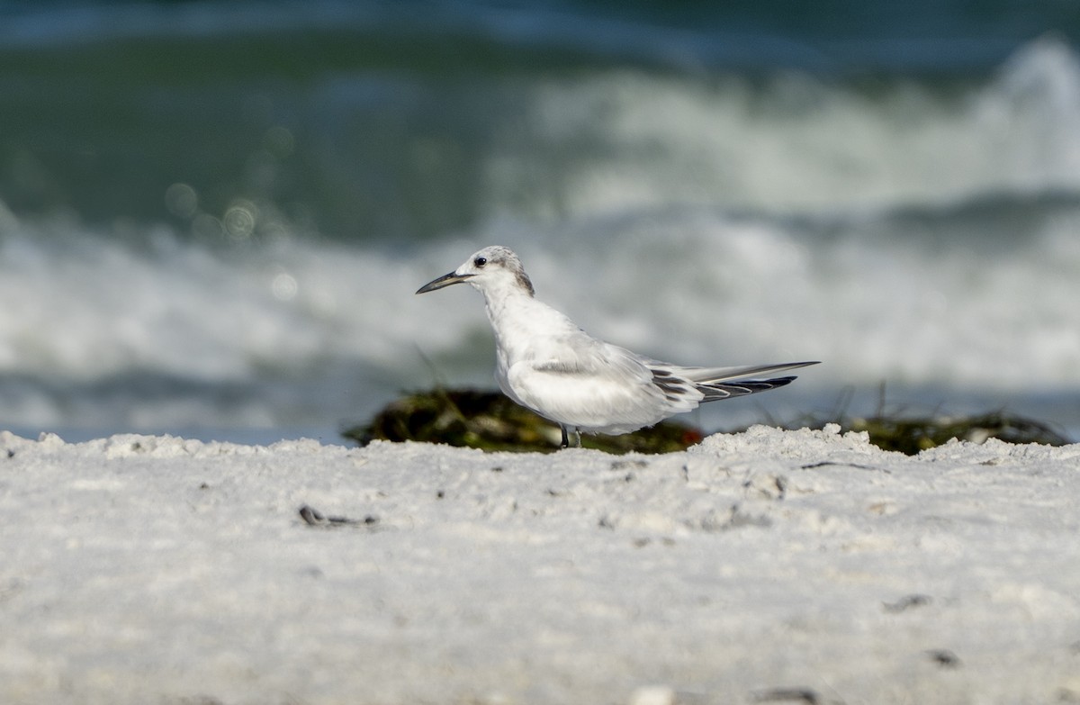 Sandwich Tern - ML640660283