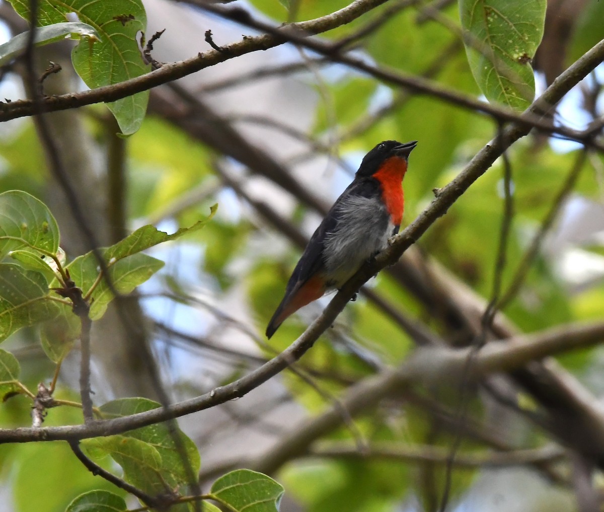 Mistletoebird - ML640660304