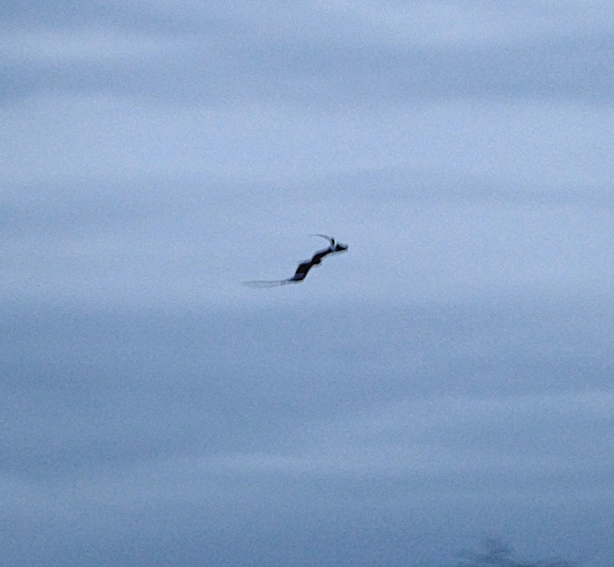 Pennant-winged Nightjar - ML640660320