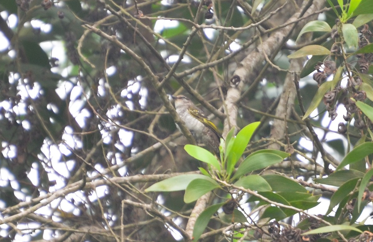 Red-shouldered Cuckooshrike - ML640660321