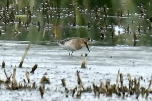 Baird's Sandpiper - ML640660324