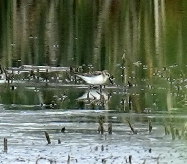 Western Sandpiper - ML640660356