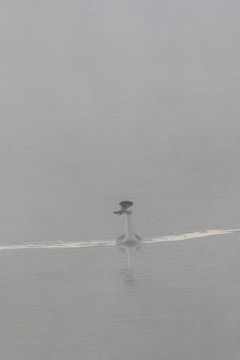 Western Grebe - ML640660439