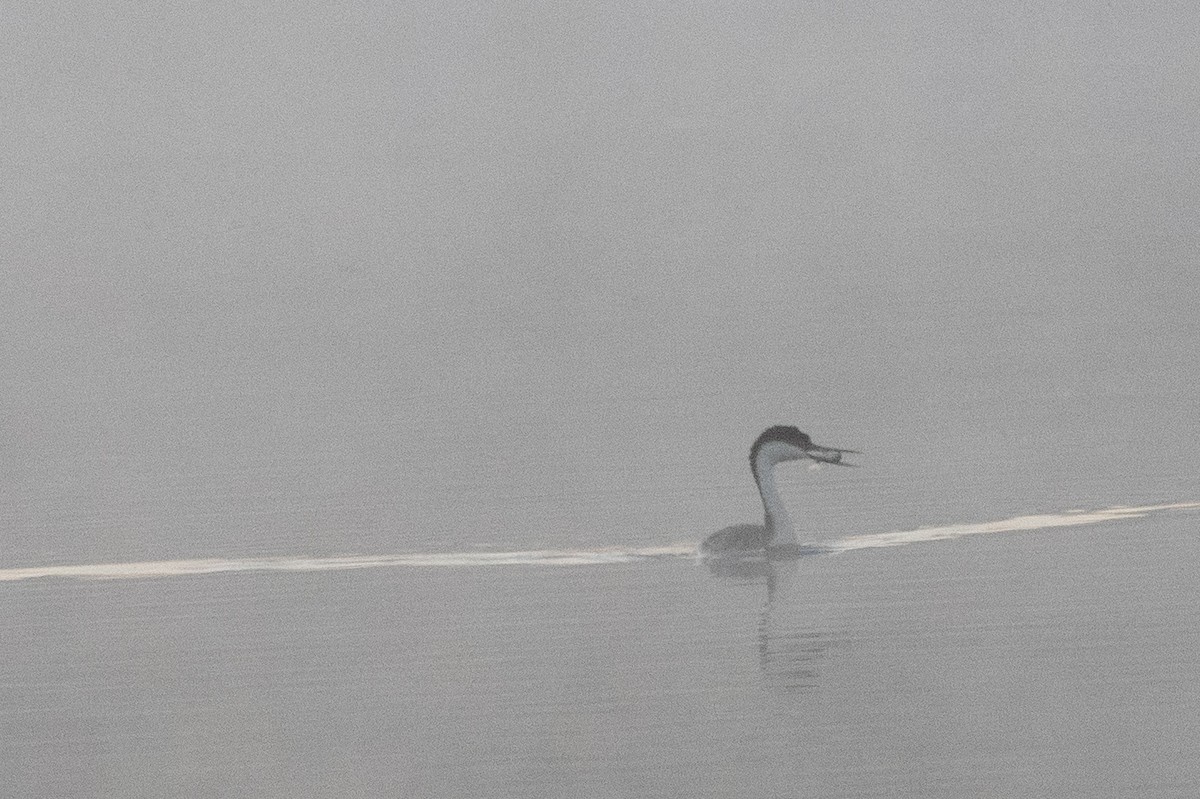 Western Grebe - ML640660440
