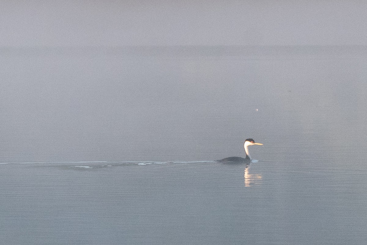Western Grebe - ML640660442