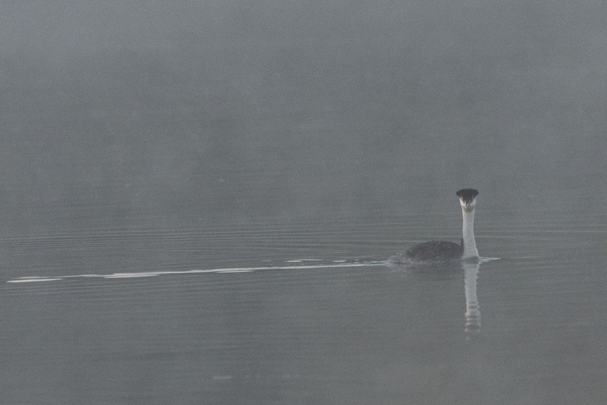 Western Grebe - ML640660443
