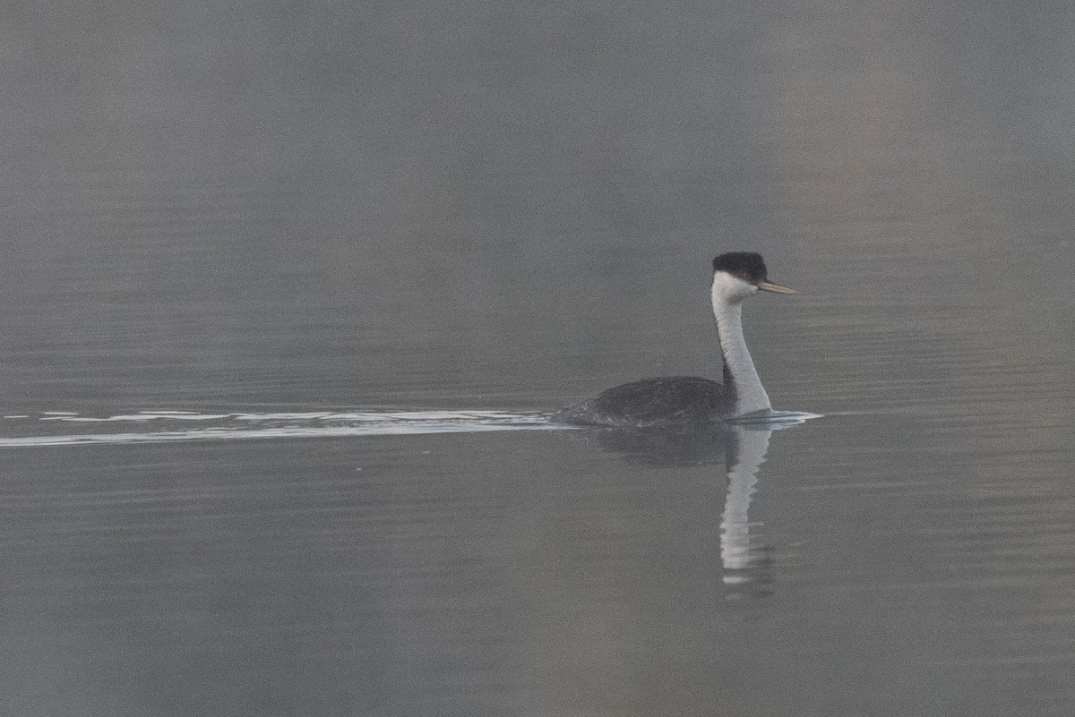 Western Grebe - ML640660444