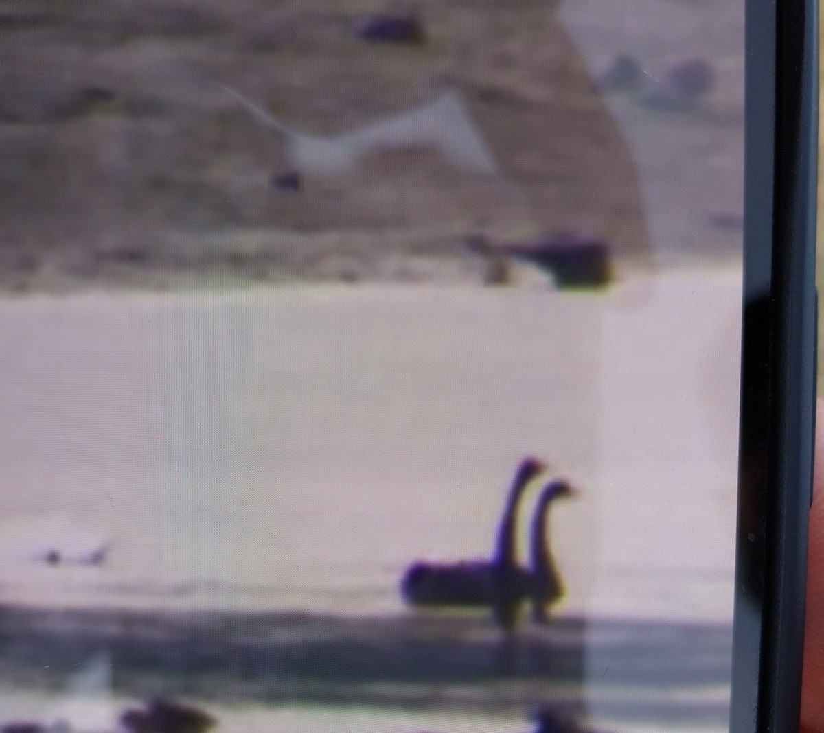 Cygne noir - ML640660453