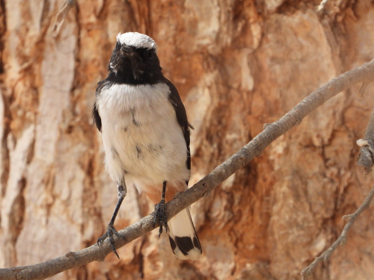 Mourning Wheatear - ML640660533