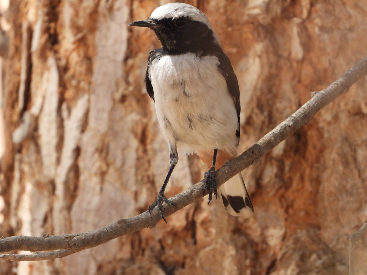 Mourning Wheatear - ML640660534