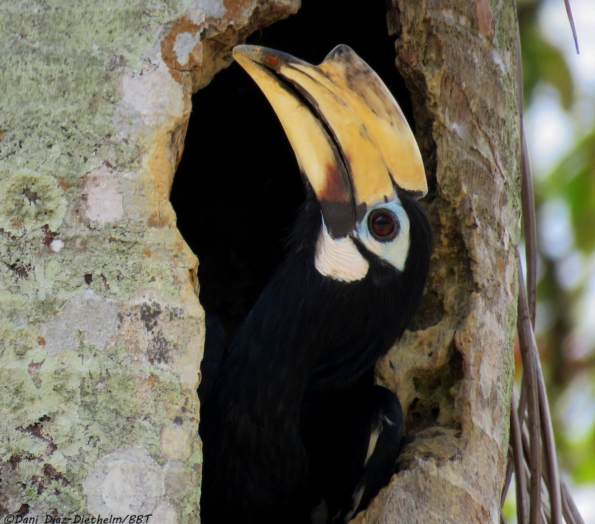 Malabar Pied-Hornbill - ML640660542