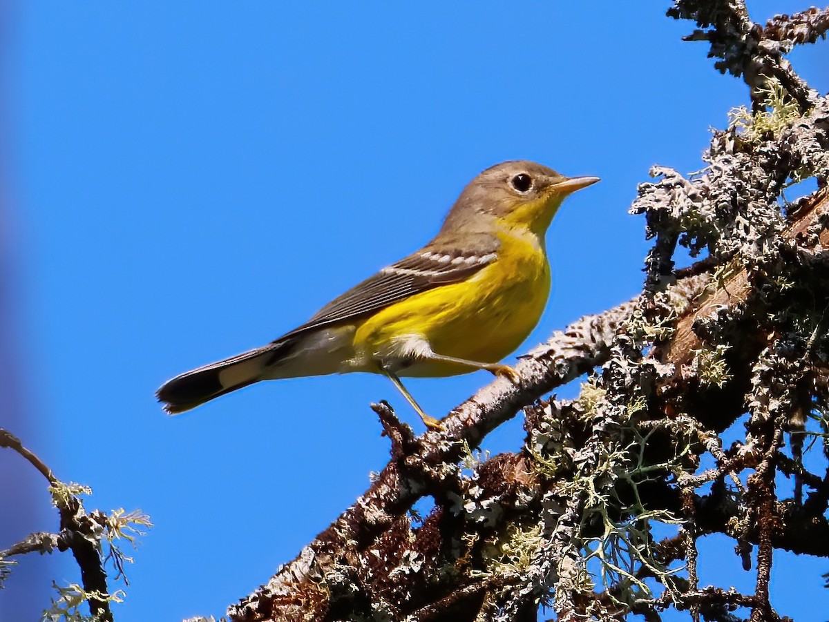 Magnolia Warbler - ML640660587