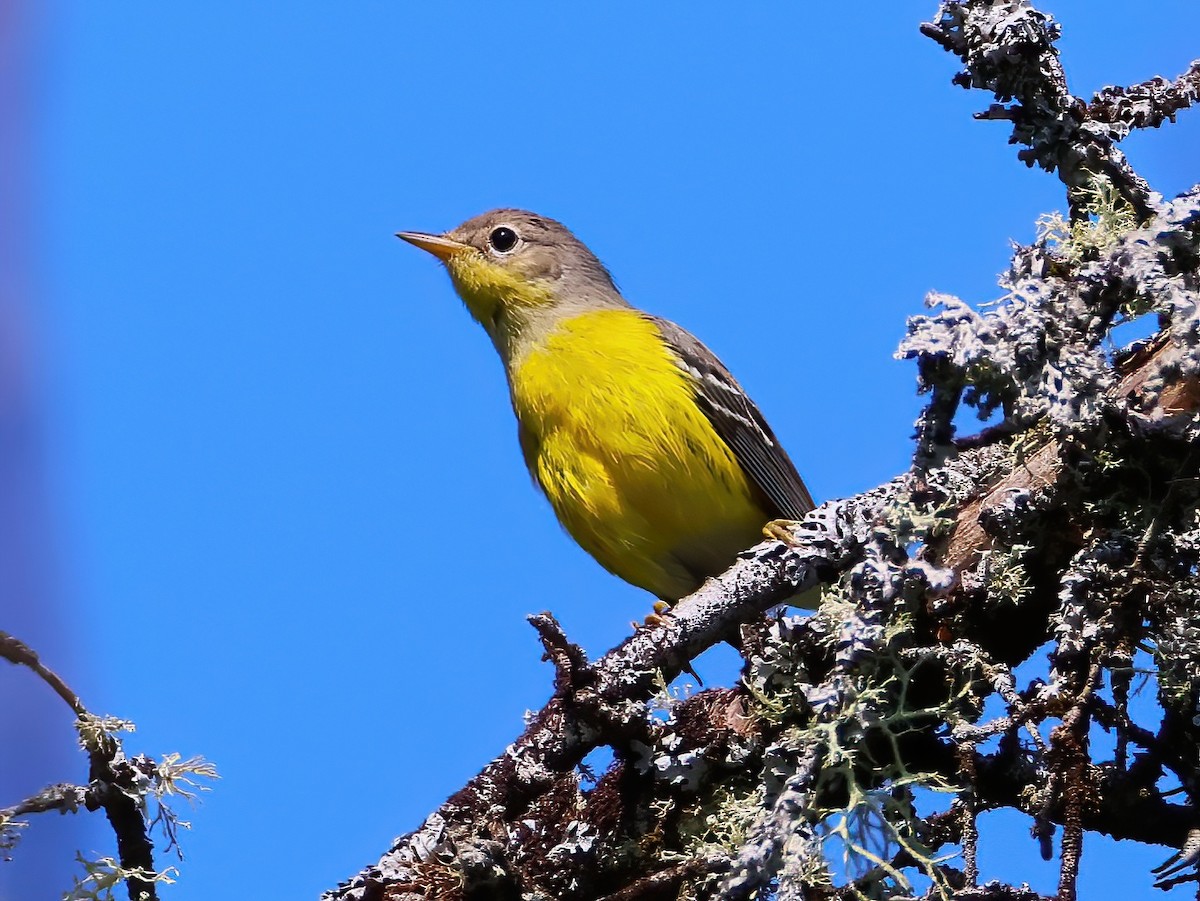 Magnolia Warbler - ML640660588