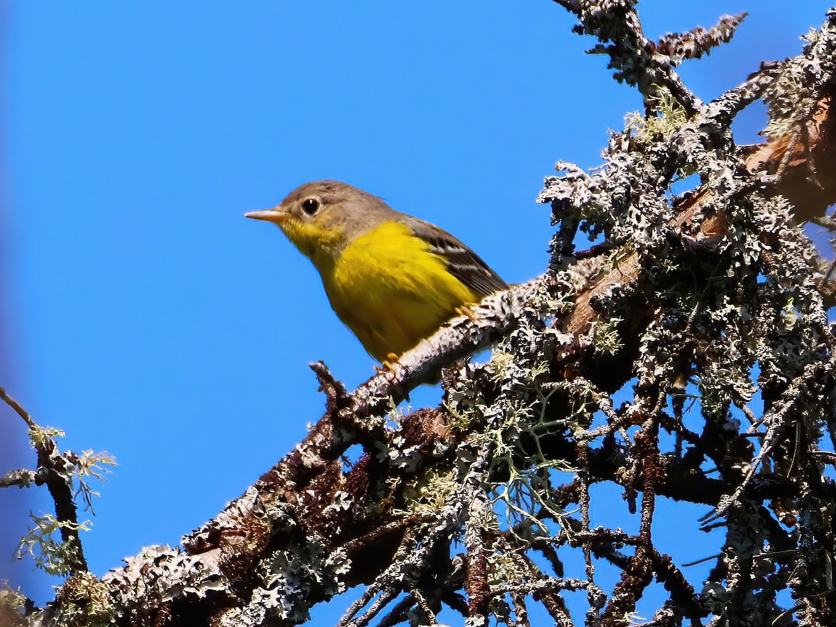 Magnolia Warbler - ML640660589