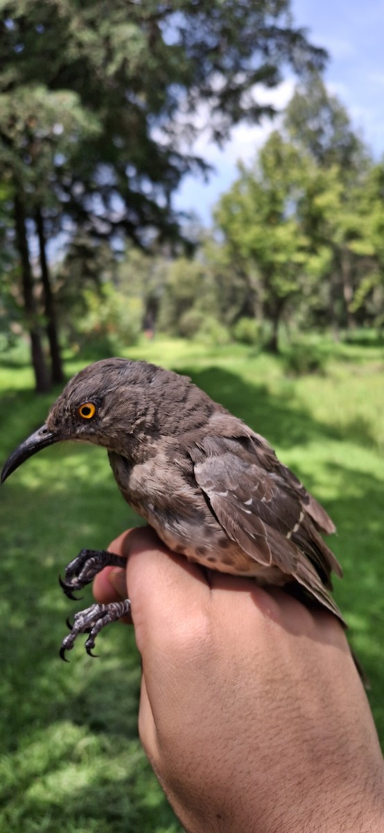 Curve-billed Thrasher - ML640660696