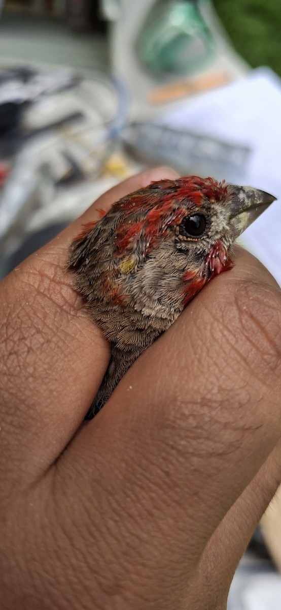 House Finch - ML640660776