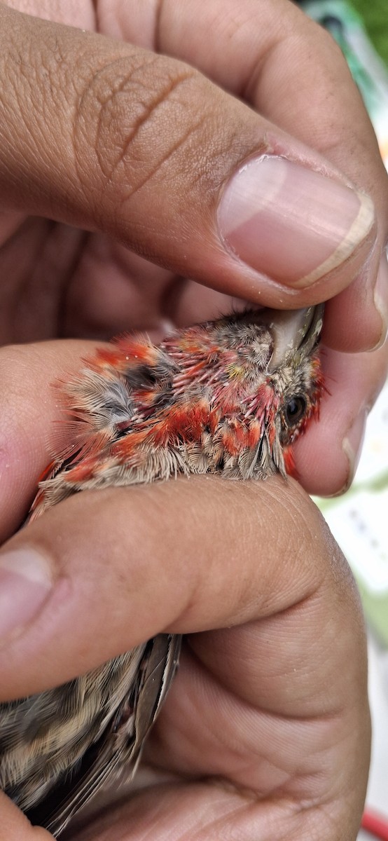 House Finch - ML640660777