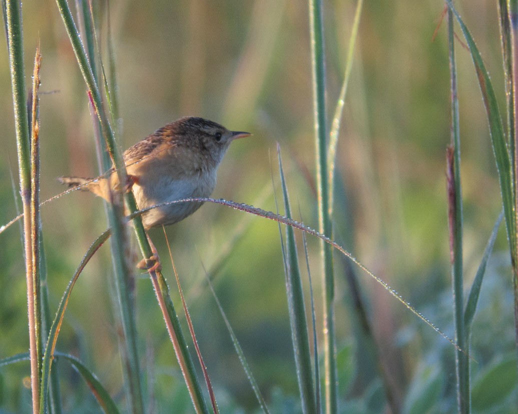 Troglodyte à bec court - ML640660798