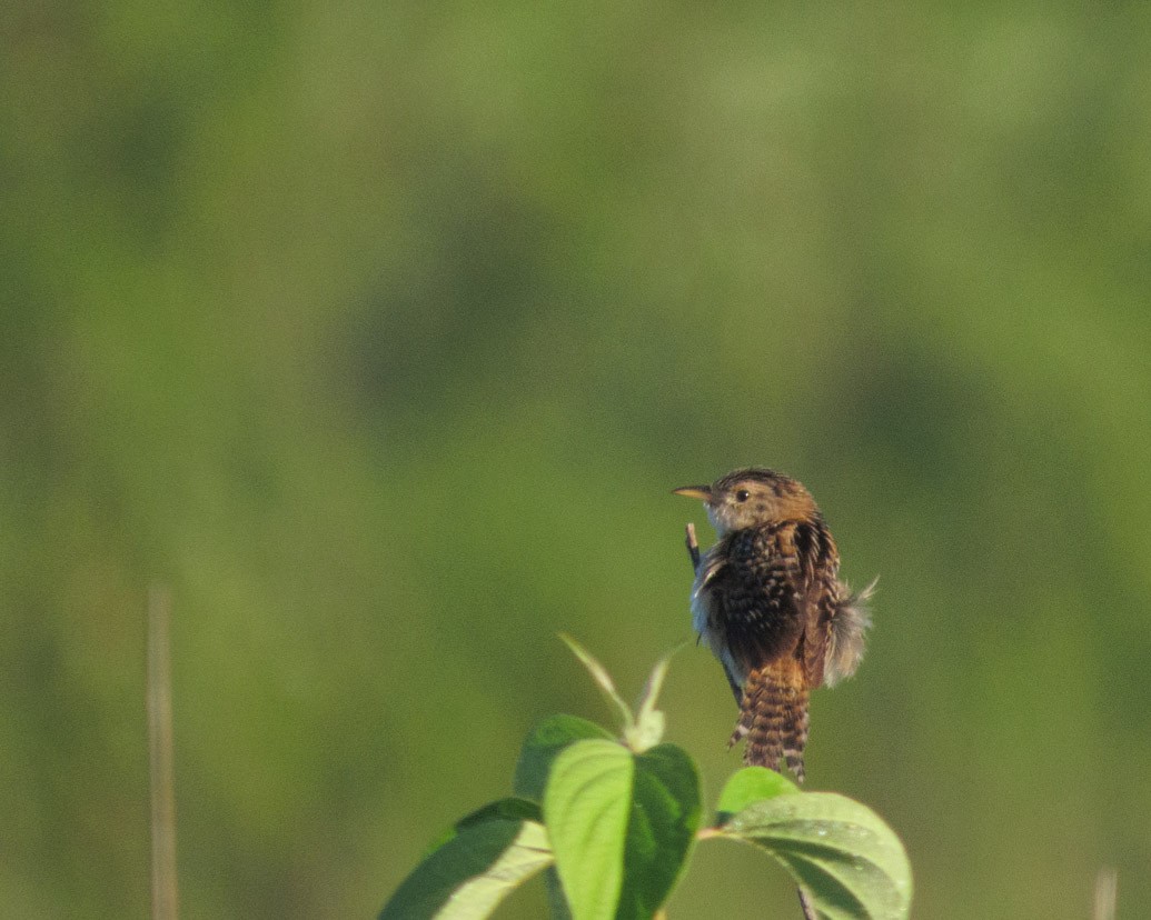 Troglodyte à bec court - ML640660800