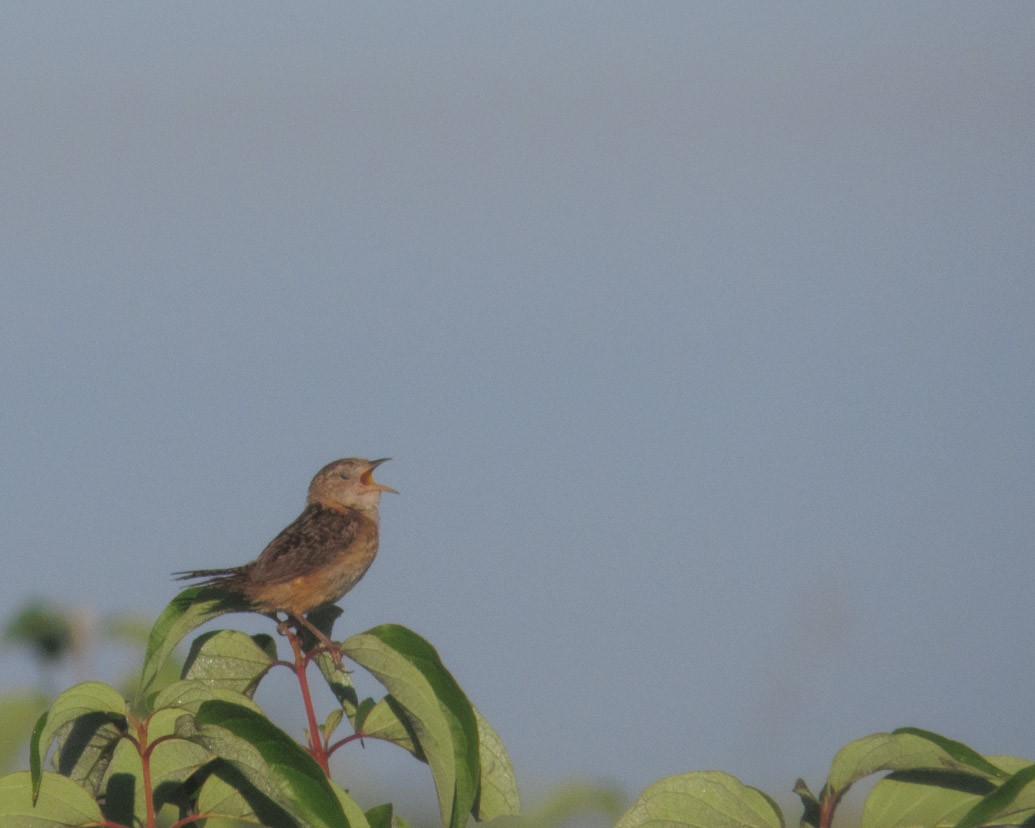 Troglodyte à bec court - ML640660801