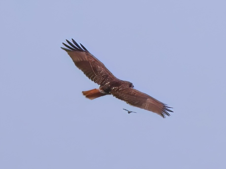 Kızıl Kuyruklu Şahin - ML640660819