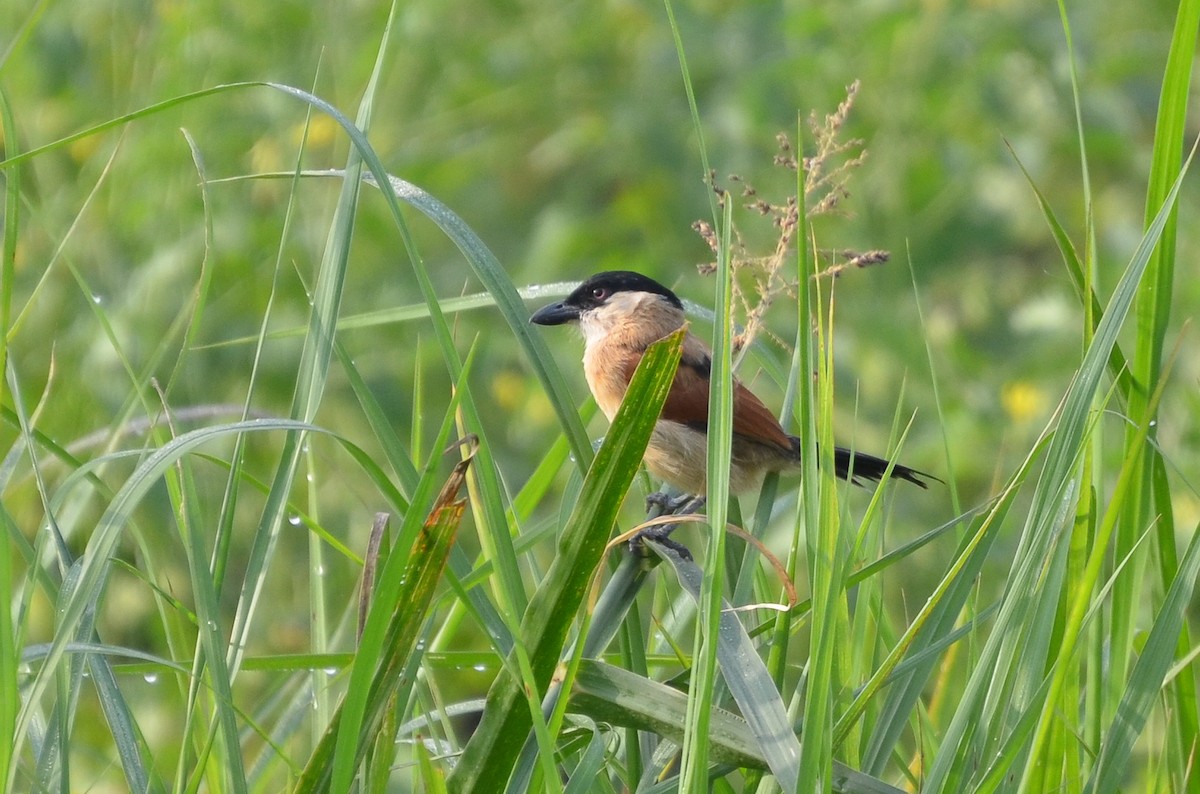 Marsh Tchagra - ML640660821
