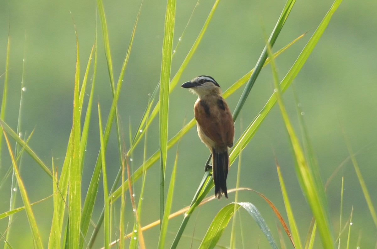 Marsh Tchagra - ML640660823