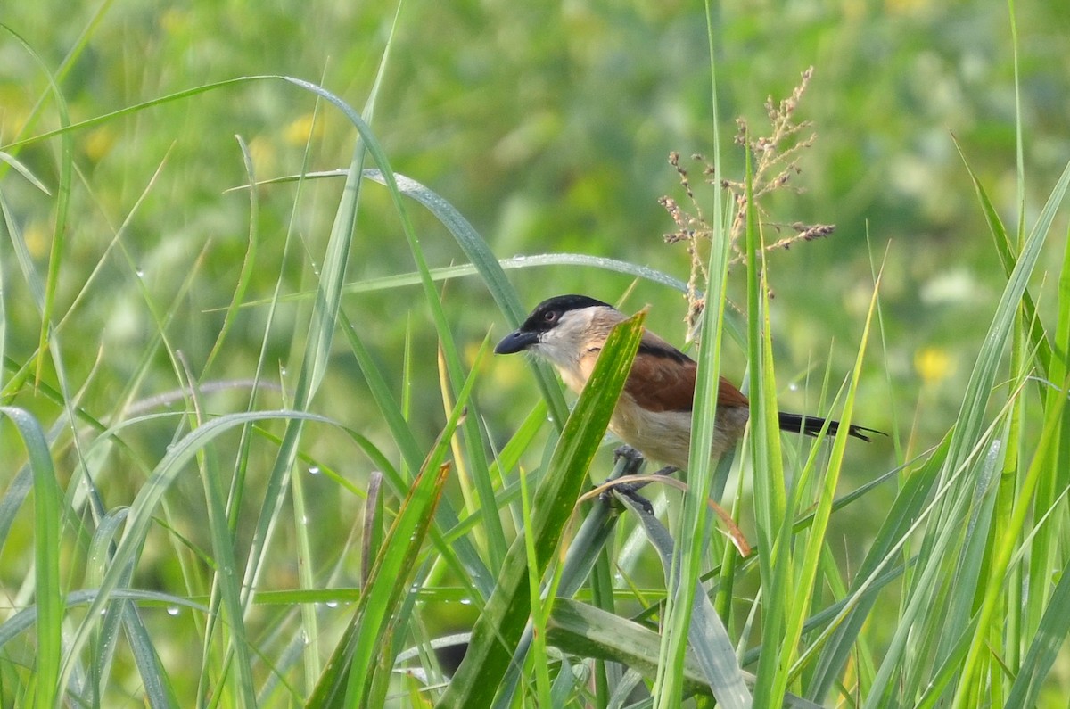 Marsh Tchagra - ML640660824