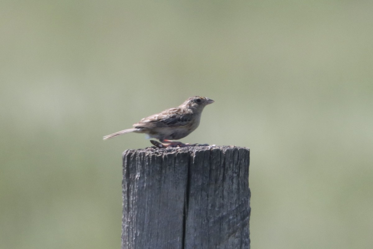 Grasshopper Sparrow - ML640660857