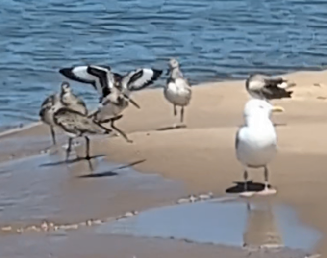 Willet - ML640660882