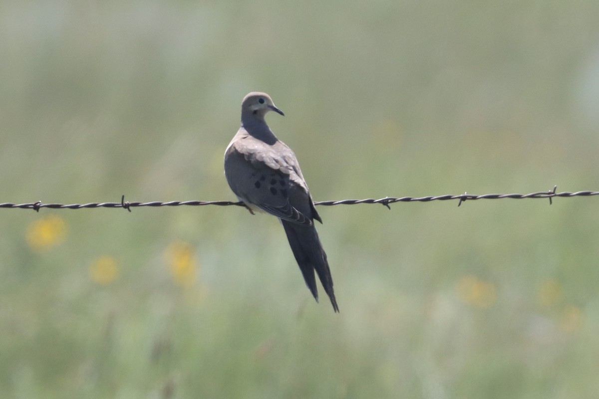 Mourning Dove - ML640660883