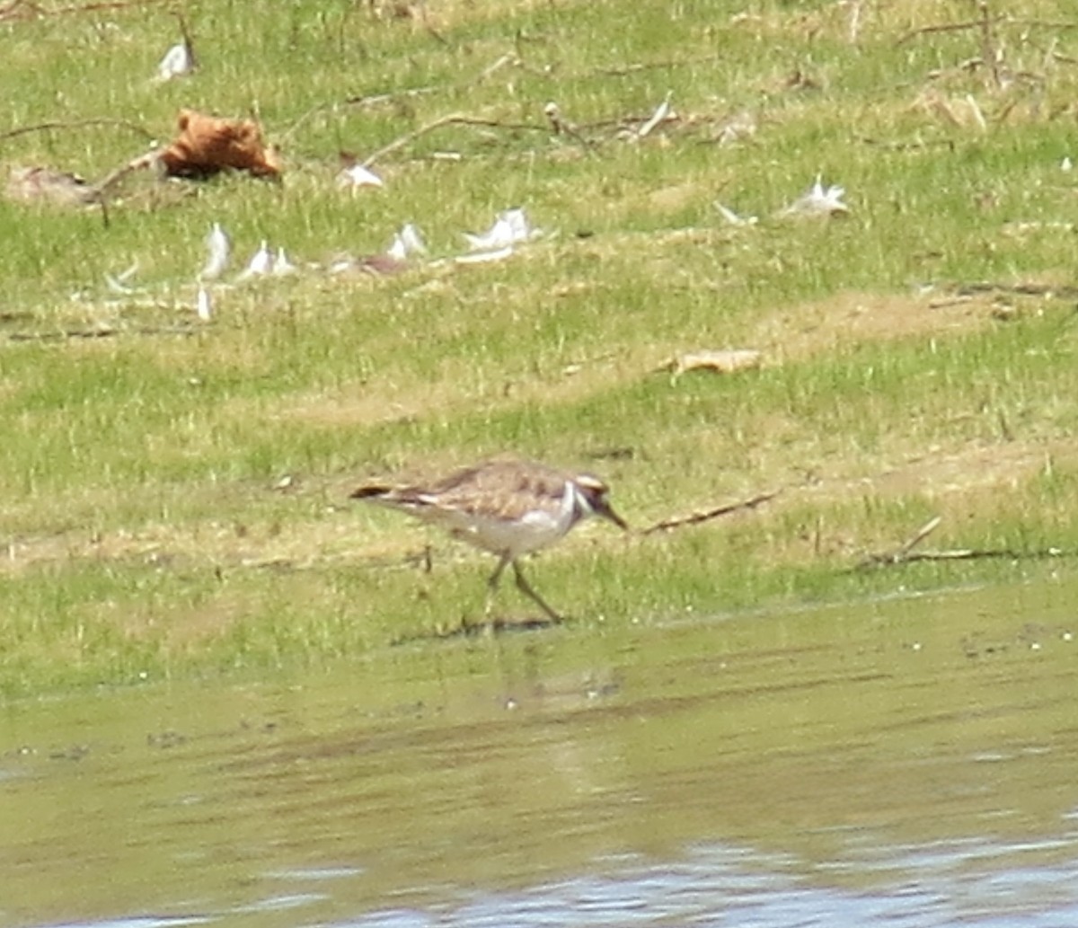 Killdeer - ML640660887