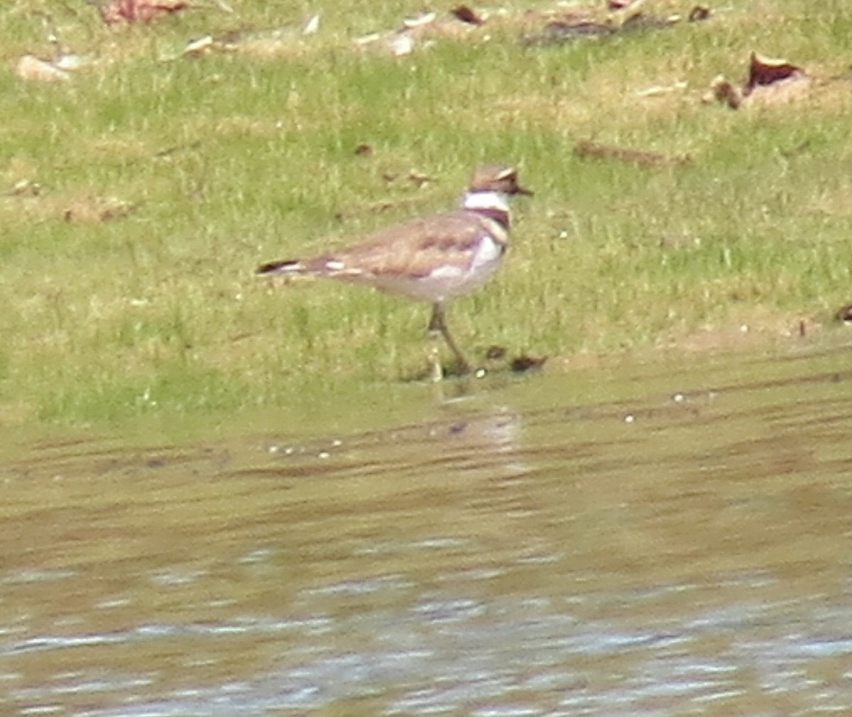 Killdeer - ML640660888