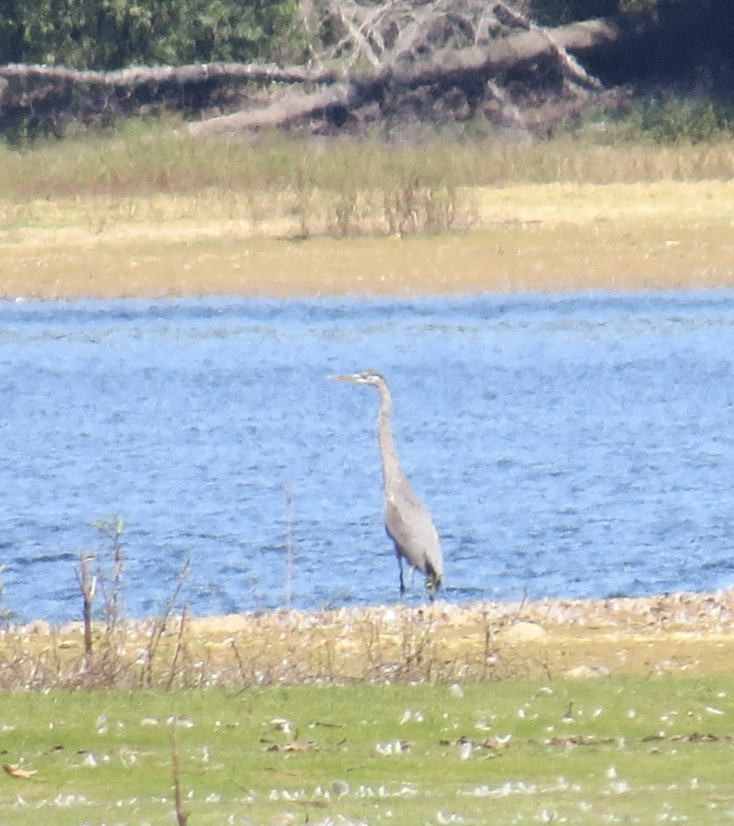 Great Blue Heron - ML640660897