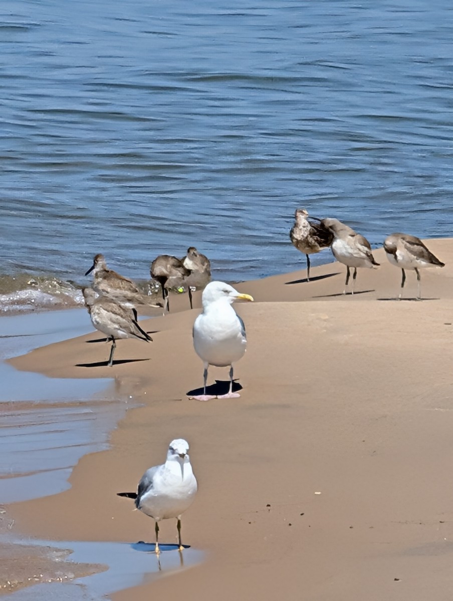 Willet - ML640660898