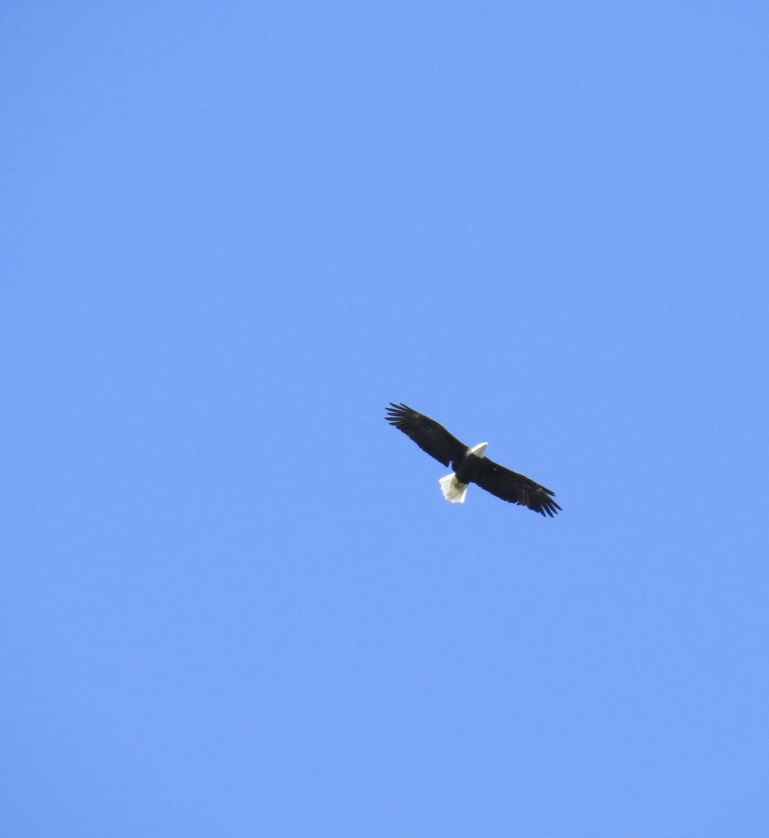 Bald Eagle - ML640660917