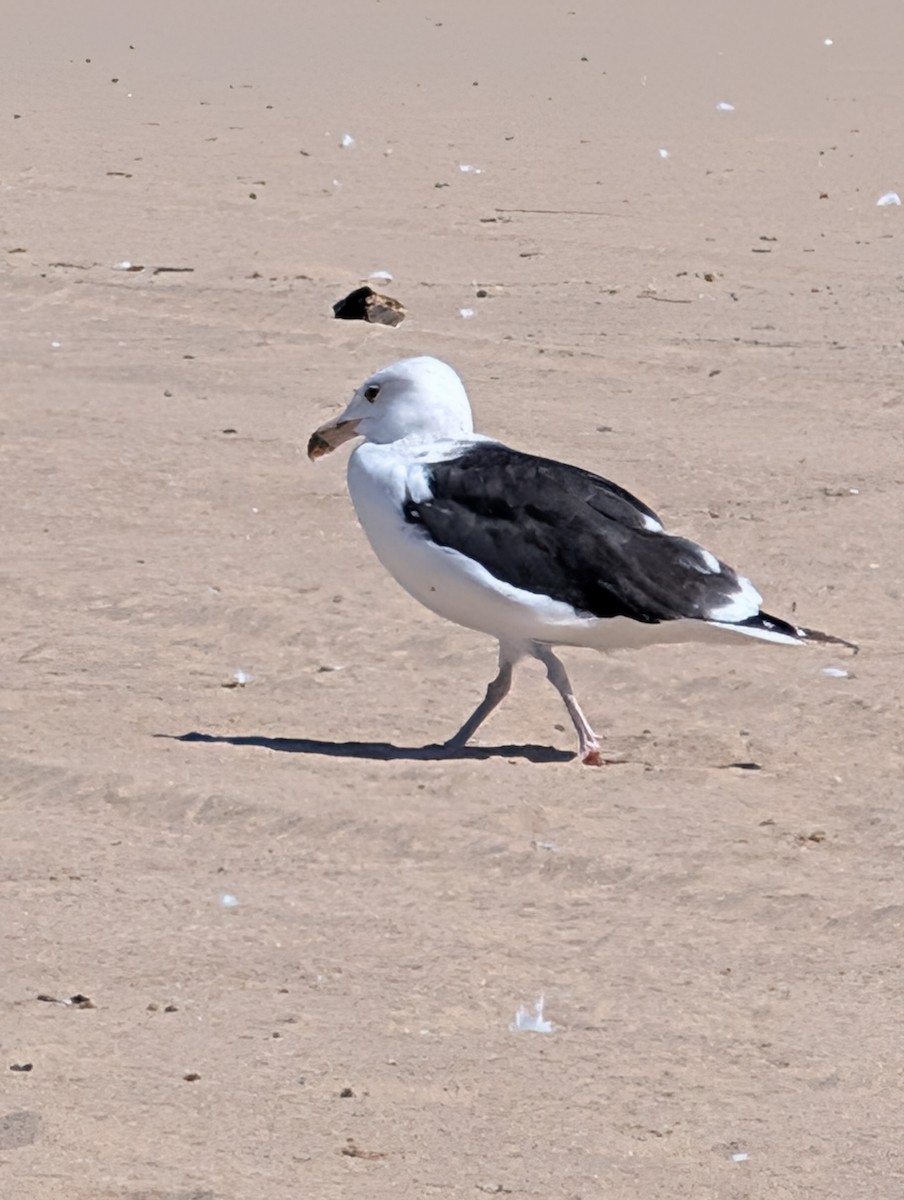 Great Black-backed Gull - ML640660923