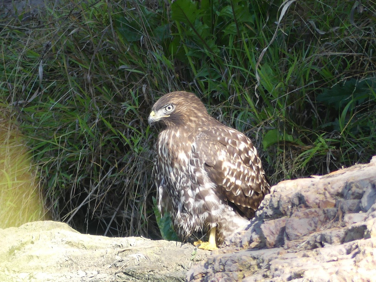 Red-shouldered Hawk - ML640661025