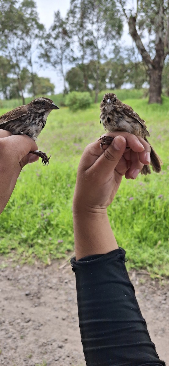 Song Sparrow - ML640661121