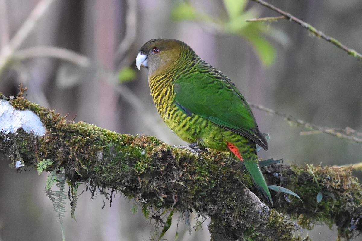 Brehm's Tiger-Parrot - ML640661155