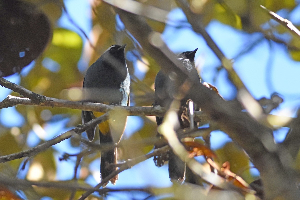 Eastern Crested Berrypecker - ML640661191