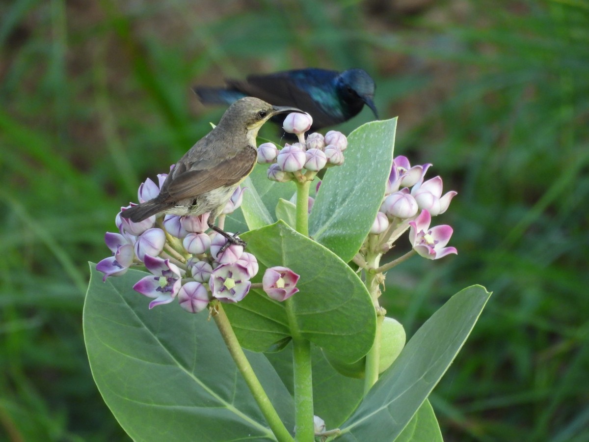 Purple Sunbird - ML640661248