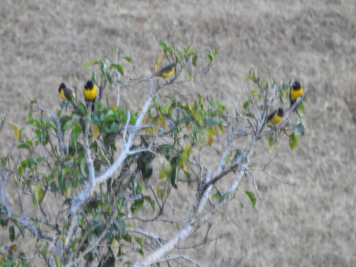 Yellow-rumped Marshbird - ML640661252