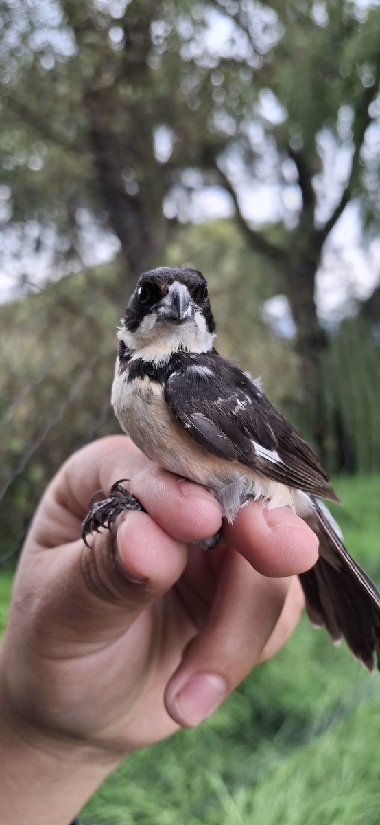 Cinnamon-rumped Seedeater - ML640661265