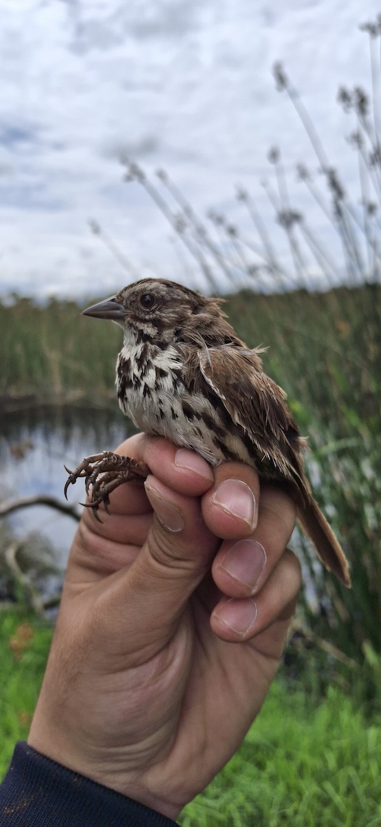 Song Sparrow - ML640661285