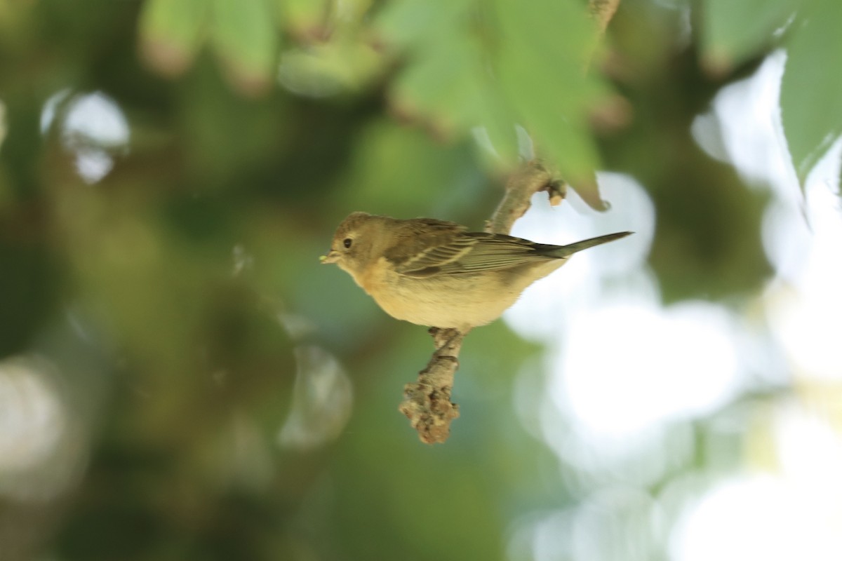 Lazuli Bunting - ML640661287